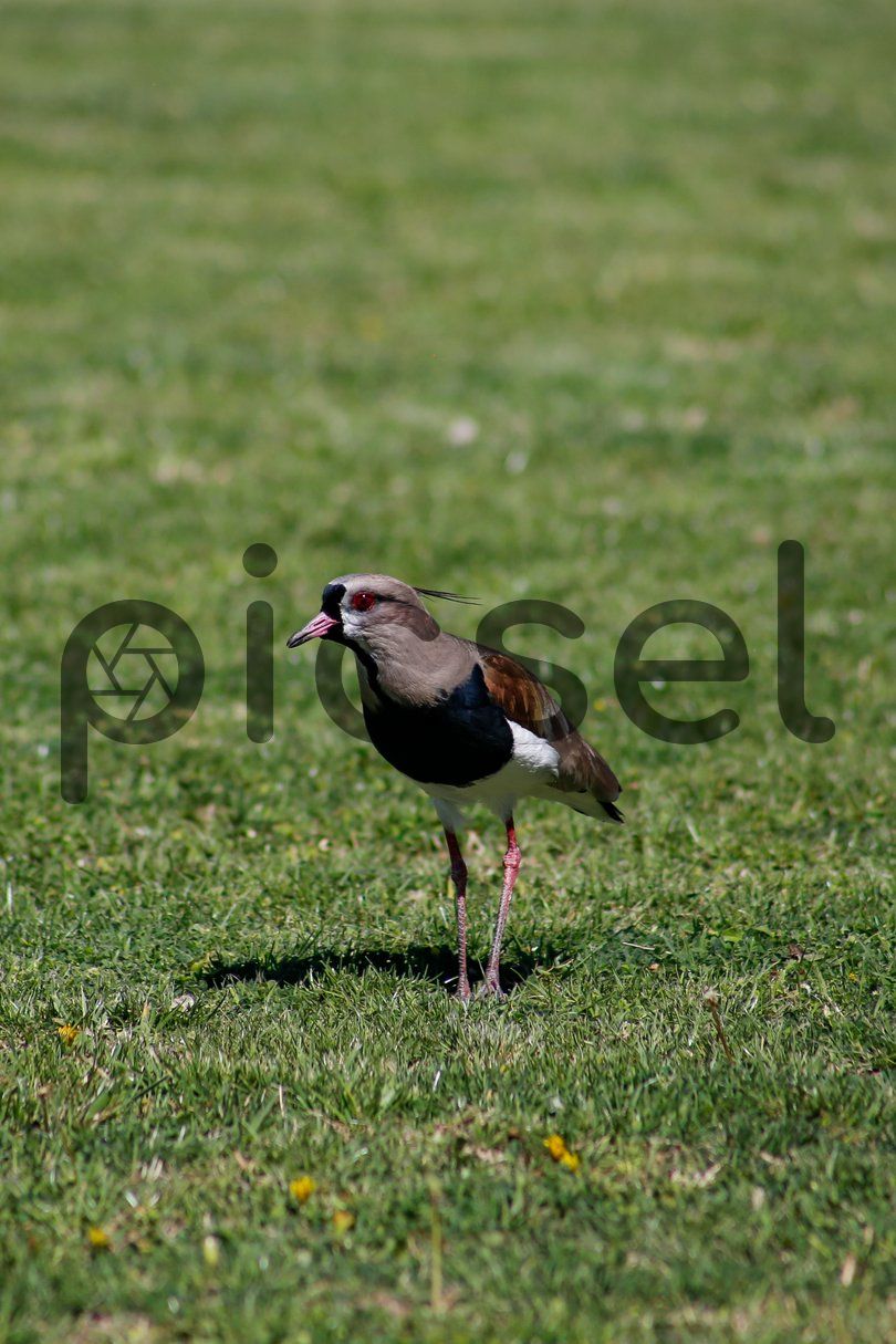 Photo of nnpipo1g4l4v6exhs51zcoaq