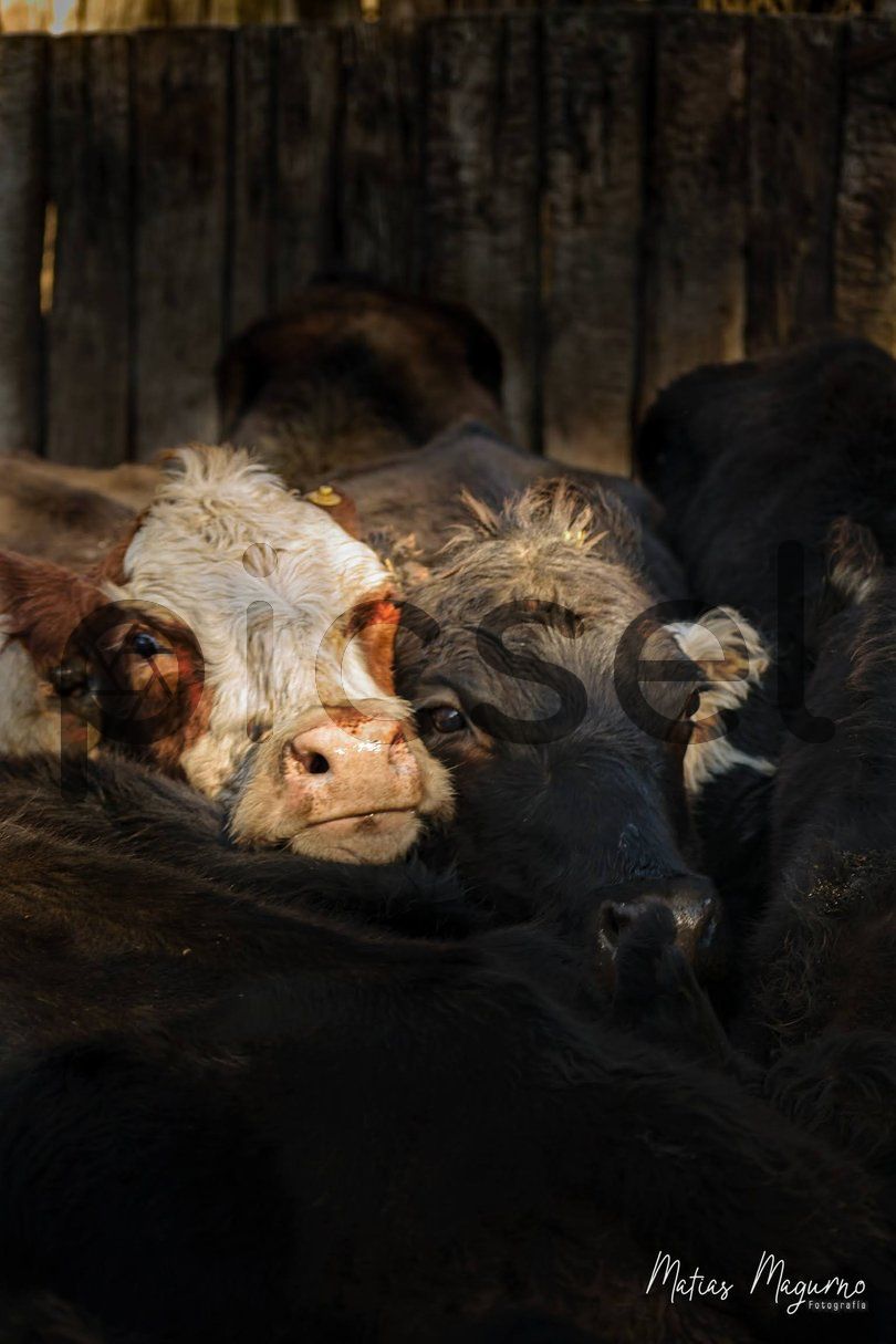 Photo of exrtev8vlo2lq9r3x7k77ink