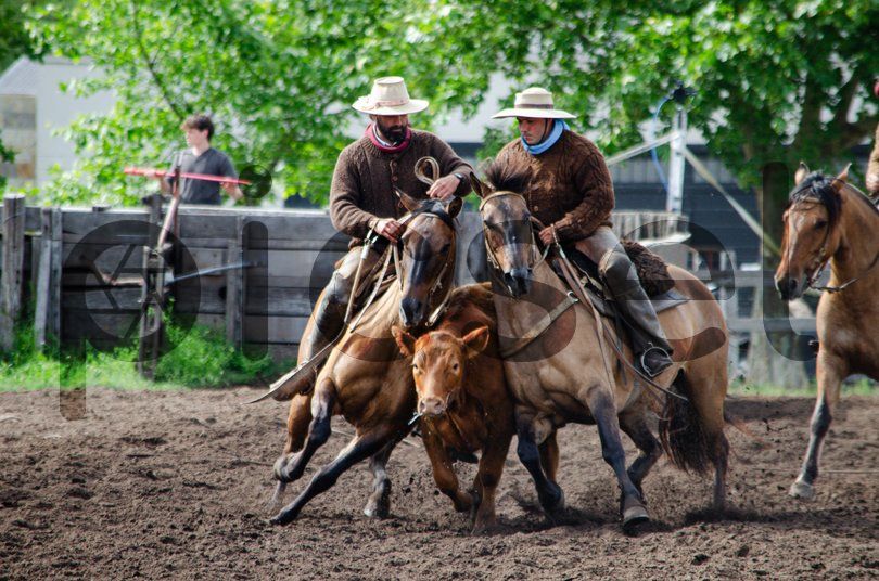 Photo of c87da4lrrnaikttgkubvv5ks