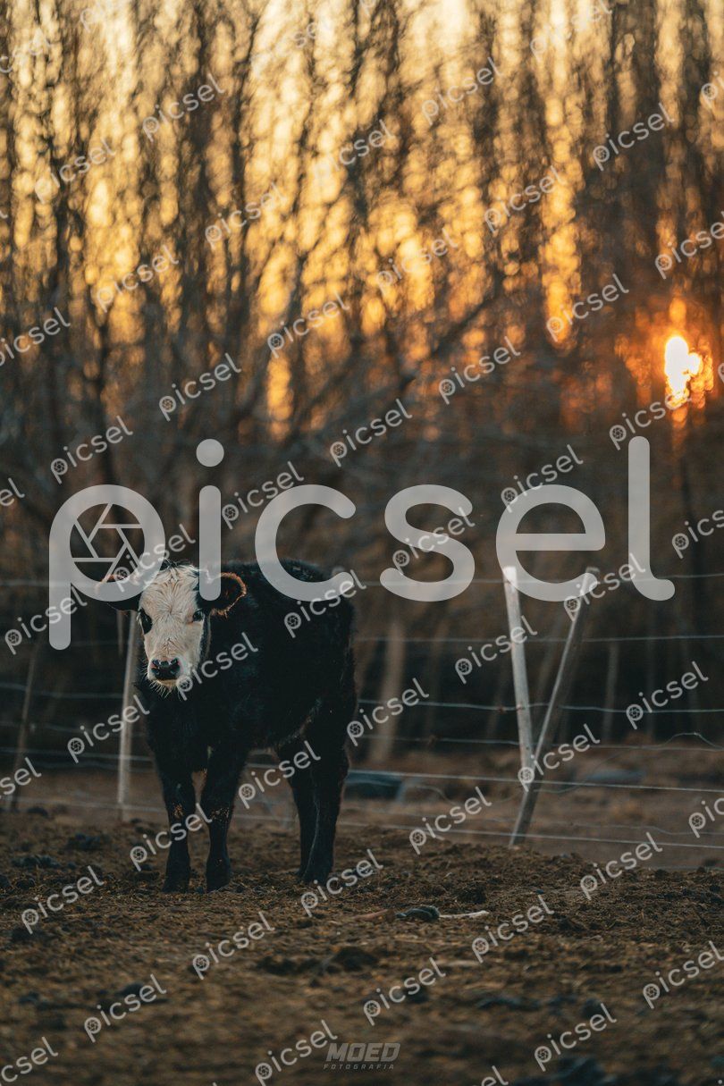 Photo of nj10oedoo1ydibog2nwxm7rl