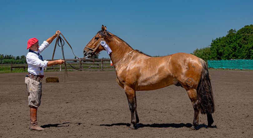 Morfología • Campeonato • en la Expo Rodeo