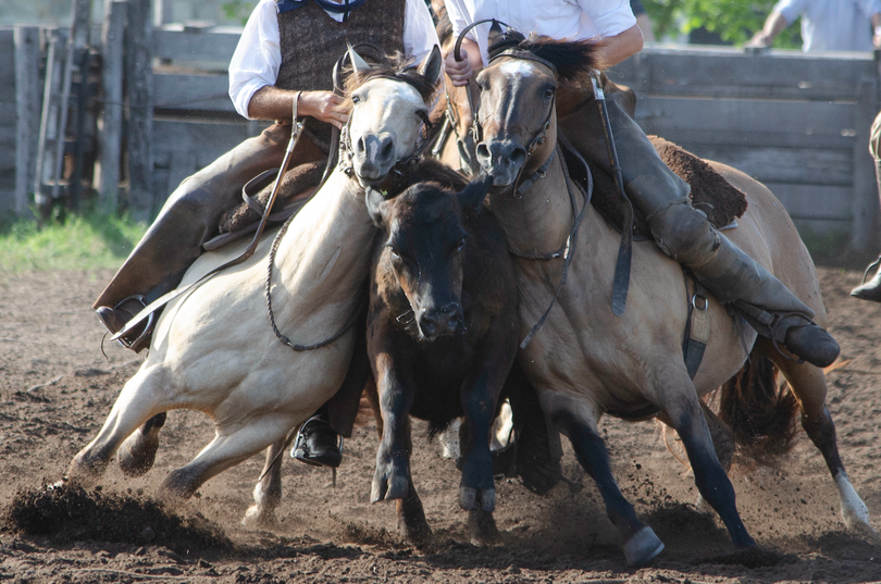 Rodeo yunta 9 a 16 sábado Trenque Lauquen
